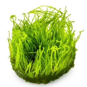 Tropica - Taxiphyllum sp. Flame Moss 1-2 Grow!