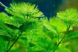 Cabomba aquatica BUKET