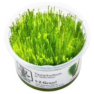 Tropica - Taxiphyllum sp. Spiky Moss 1-2 Grow!