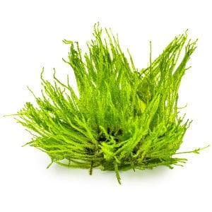 Tropica - Taxiphyllum sp. Spiky Moss 1-2 Grow!
