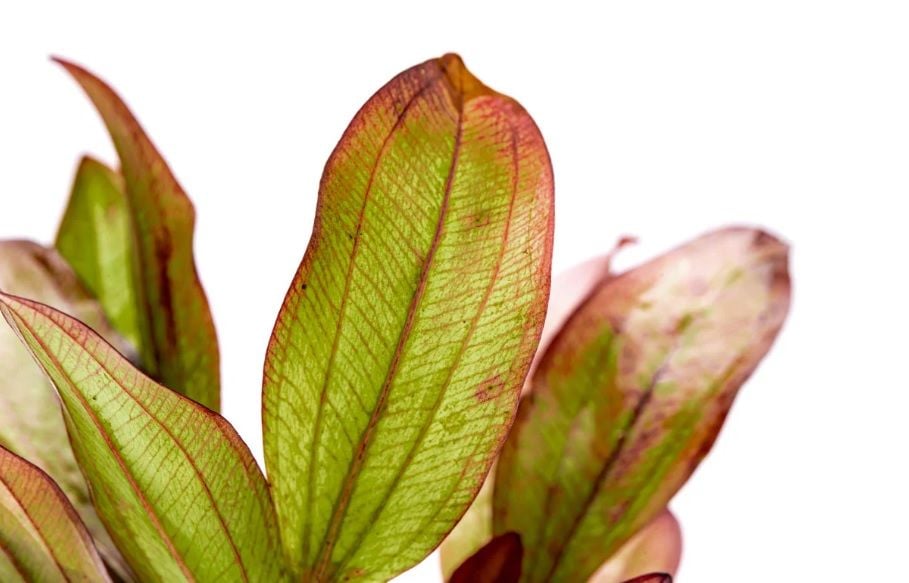 Echinodorus devil eye ADET