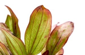 Echinodorus devil eye ADET