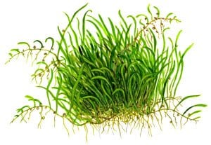 Tropica - Utricularia graminifolia 1-2 Grow!
