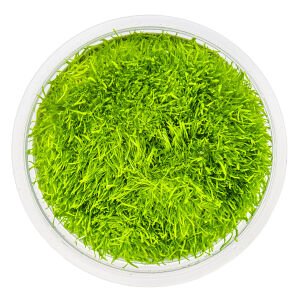 Tropica - Utricularia graminifolia 1-2 Grow!