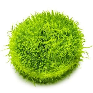 Tropica - Utricularia graminifolia 1-2 Grow!