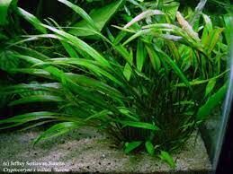 Cryptocoryne willisii BUKET