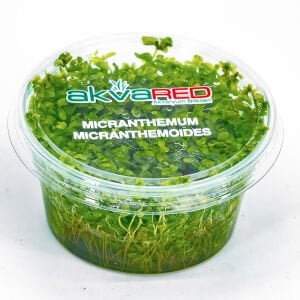 Micranthemum micranthemoides IN VITRO