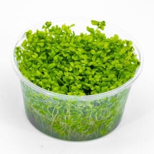 Micranthemum micranthemoides IN VITRO
