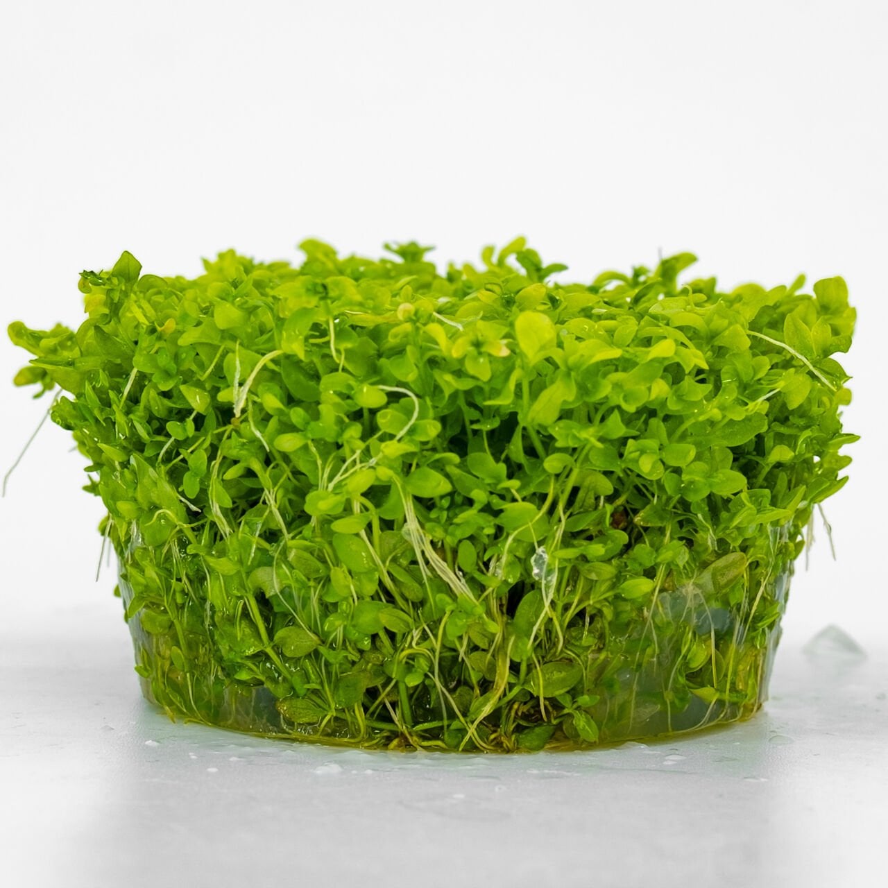 Micranthemum micranthemoides IN VITRO