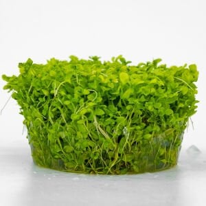 Micranthemum micranthemoides IN VITRO