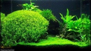 Micranthemum micranthemoides IN VITRO