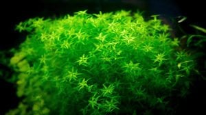 Micranthemum micranthemoides IN VITRO