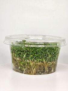Micranthemum micranthemoides IN VITRO CUP