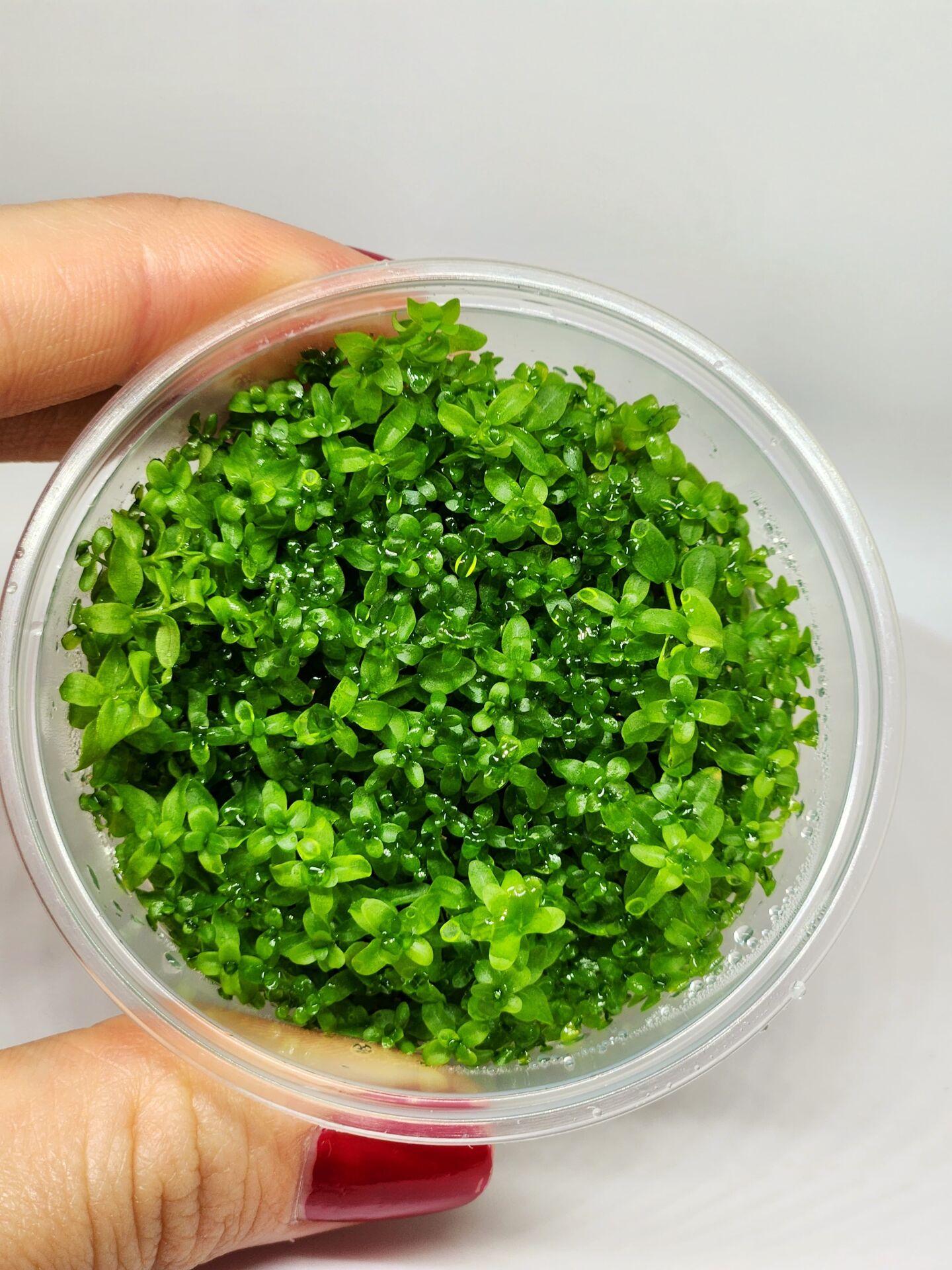Micranthemum micranthemoides IN VITRO CUP
