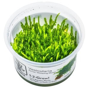 Tropica - Vesicularia ferriei Weeping Moss 1-2 Grow!