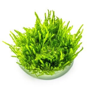 Tropica - Vesicularia ferriei Weeping Moss 1-2 Grow!
