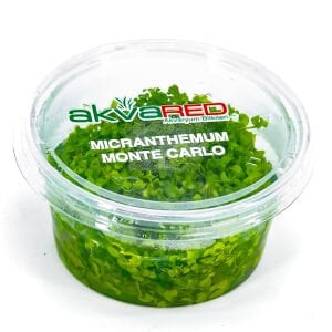 Micranthemum monte carlo IN VITRO CUP