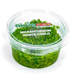 Micranthemum monte carlo IN VITRO CUP