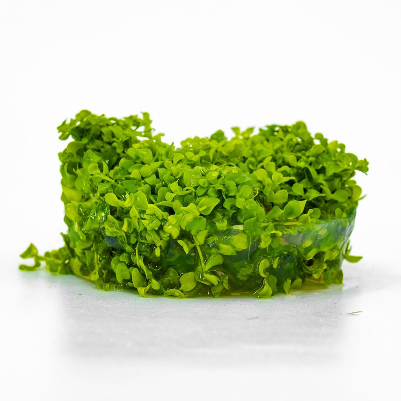 Micranthemum monte carlo IN VITRO CUP