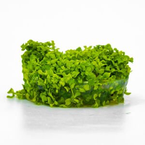 Micranthemum monte carlo IN VITRO CUP