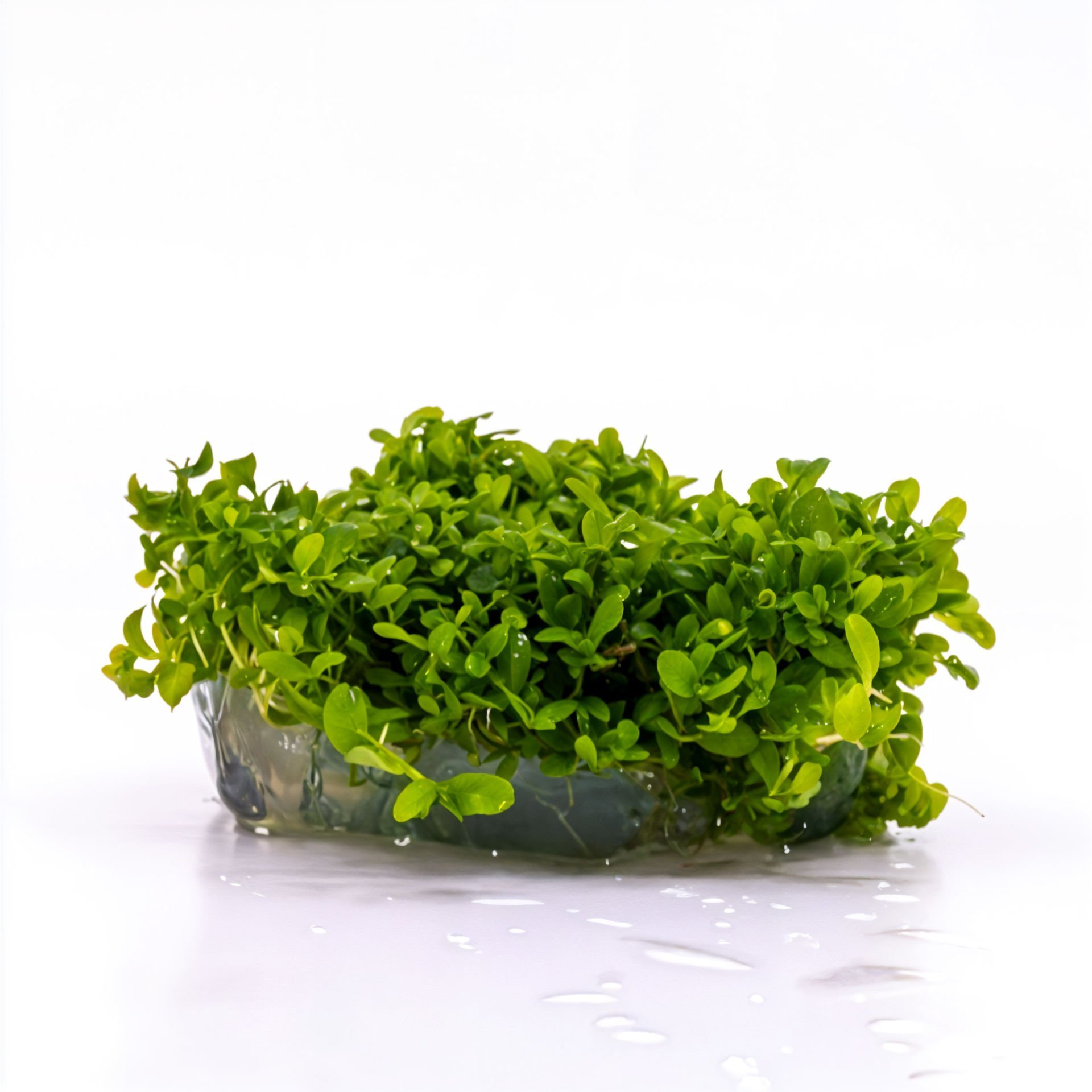 Micranthemum monte carlo IN VITRO CUP