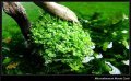 Micranthemum monte carlo IN VITRO CUP
