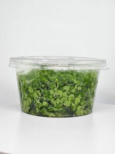 Micranthemum monte carlo IN VITRO CUP