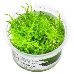 Tropica - Vesicularia montagnei Christmas Moss 1-2 Grow!