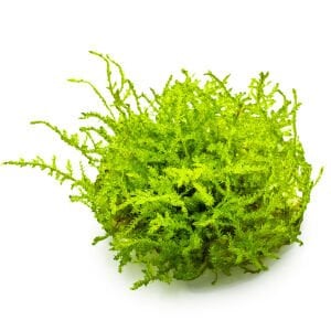 Tropica - Vesicularia montagnei Christmas Moss 1-2 Grow!