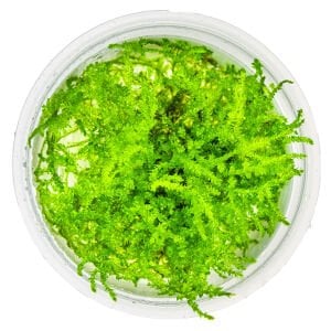 Tropica - Vesicularia montagnei Christmas Moss 1-2 Grow!