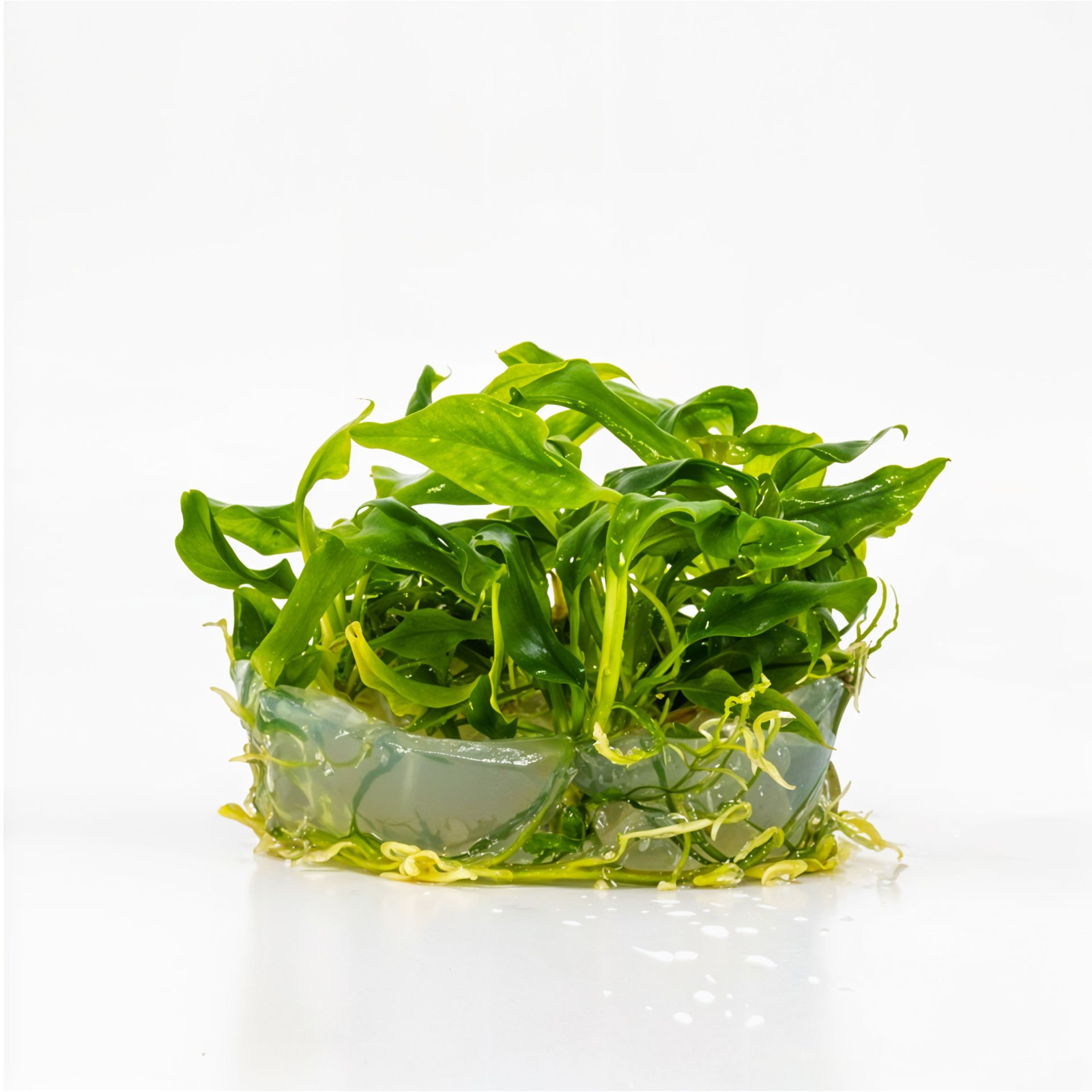 Anubias glabra mini IN VITRO JAR