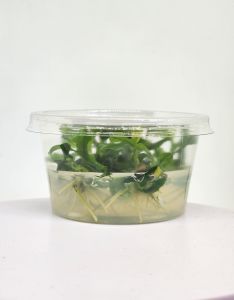 Anubias glabra mini IN VITRO JAR