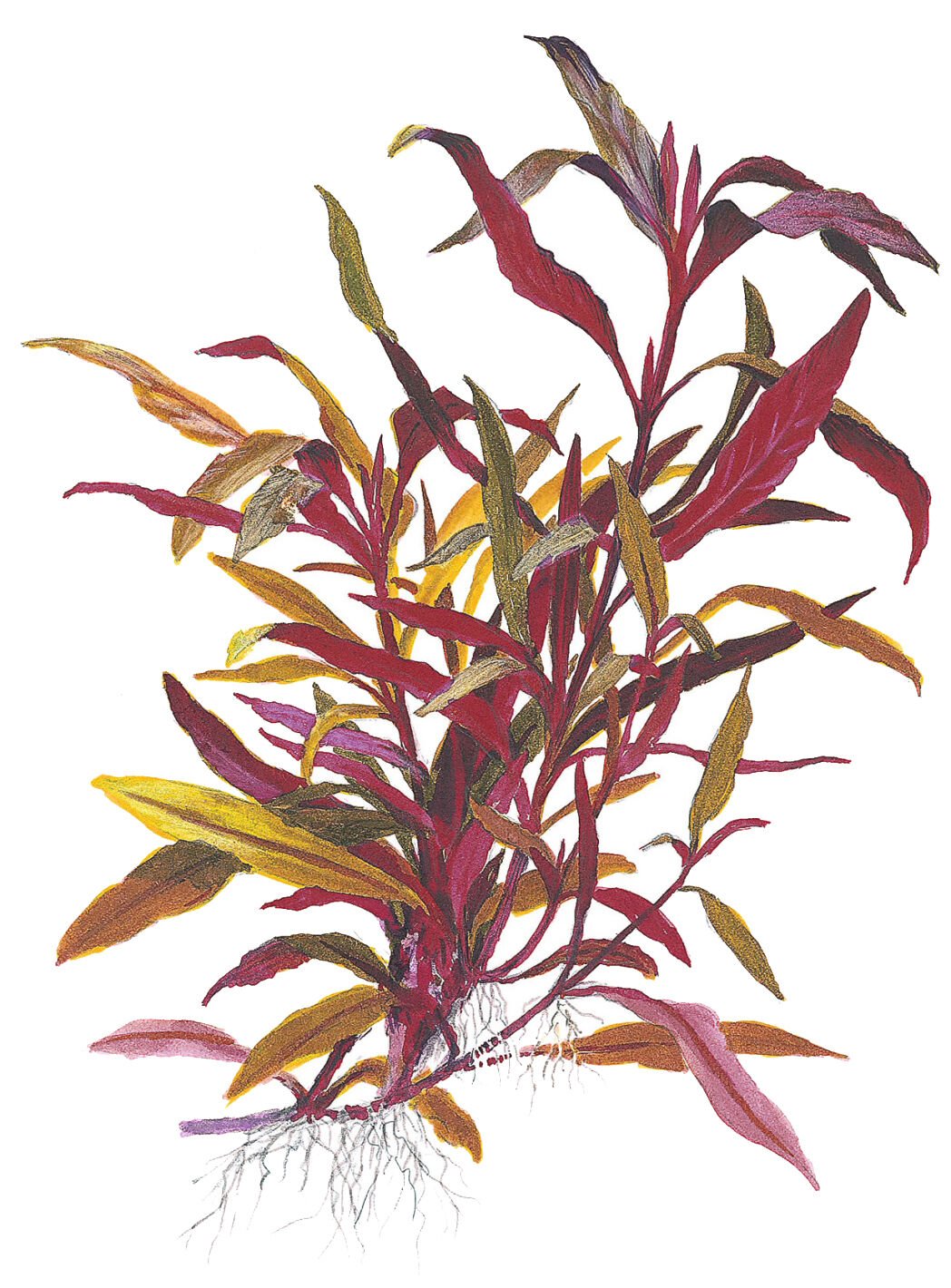 Tropica - Alternanthera reineckii Pink SAKSI