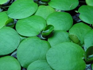 Limnobium laevigatum 50 cc PORSİYON