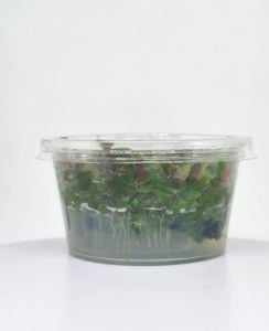 Ludwigia palustris red IN VITRO JAR