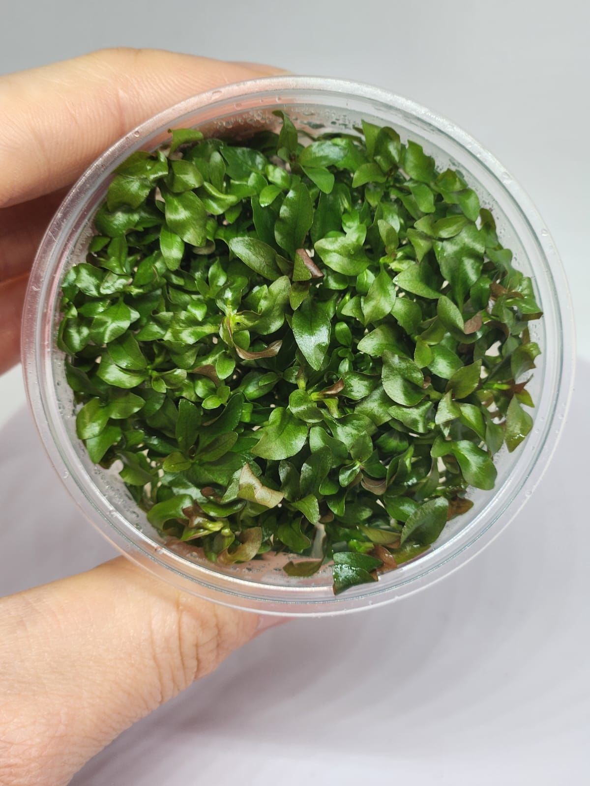 Ludwigia palustris red IN VITRO JAR