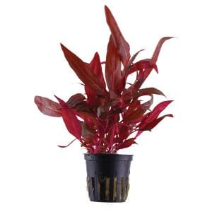 Tropica - Alternanthera reineckii 'Rosanervig' SAKSI