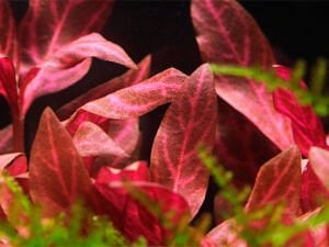 Tropica - Alternanthera reineckii 'Rosanervig' SAKSI