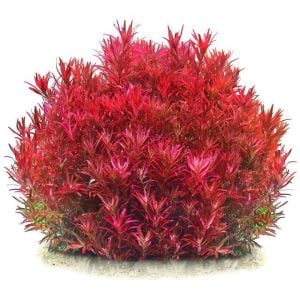Rotala BLOOD RED IN VITRO JAR