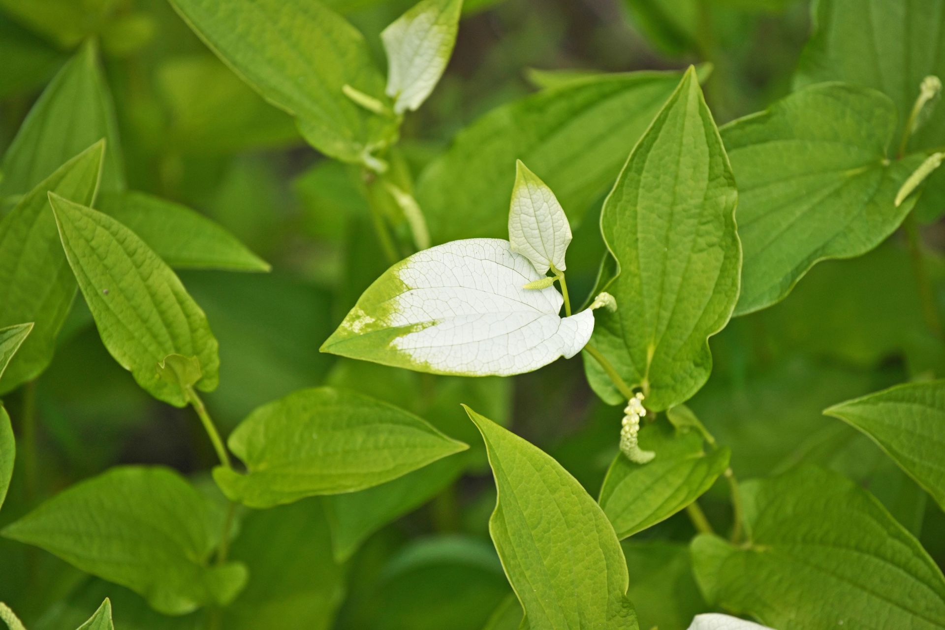 Saururus cernuus BUKET
