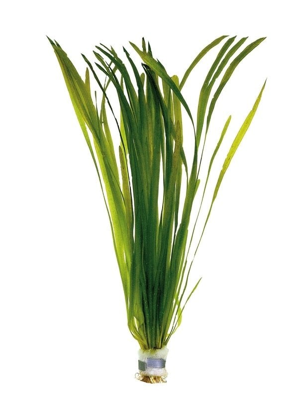 Vallisneria rubra (Kırmızı Saz) BUKET