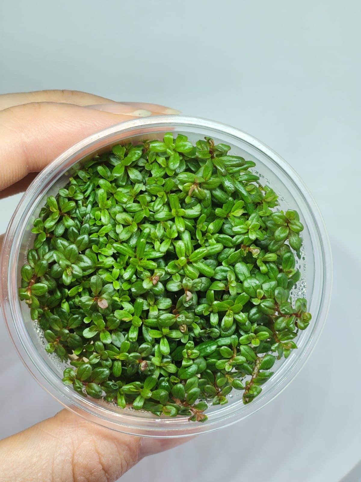 Rotala BLOOD RED IN VITRO JAR