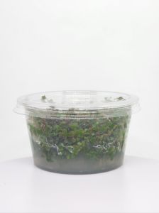 Rotala BLOOD RED IN VITRO JAR