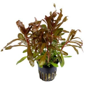 Tropica - Ammannia crassicaulis SAKSI