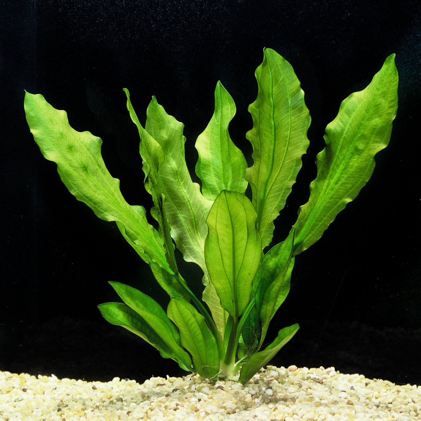 Echinodorus martii (major) ADET