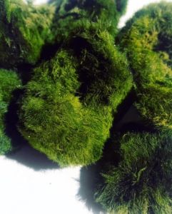 Marimo Moss Ball KIRIK (PARÇALANMIŞ) 250 GRAM - ÖN SİPARİŞ