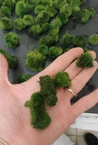 Marimo Moss Ball KIRIK (PARÇALANMIŞ) 250 GRAM - ÖN SİPARİŞ