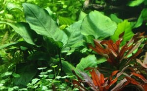 Tropica - Anubias barteri caladiifolia SAKSI