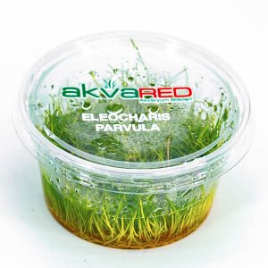 Eleocharis parvula IN VITRO CUP