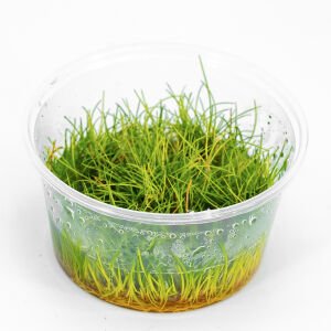 Eleocharis parvula IN VITRO CUP